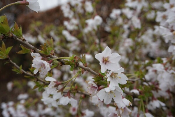 Chinese dwergsierkers Prunus incisa 'Kojou No Mai' Pot