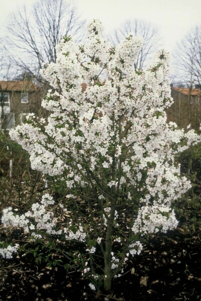Sierkers Prunus nipponica 'Brillant' Pot
