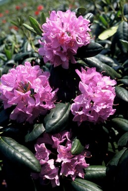 Rhododendron 'Roseum Elegans' C5 50-60