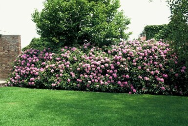 Rhododendron 'Roseum Elegans' C5 50-60