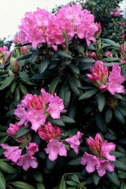 Rhododendron 'Roseum Elegans' C5 50-60