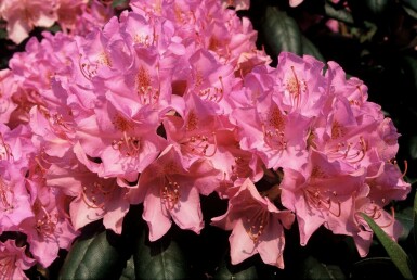 Rhododendron 'Roseum Elegans' C5 50-60