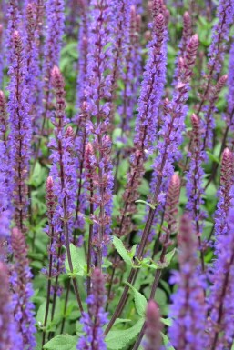 Salie Salvia nemorosa 'Caradonna' Pot Salvia nemorosa 'Caradonna'