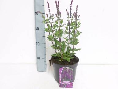 Salie Salvia nemorosa 'Caradonna' Pot Salvia nemorosa 'Caradonna'