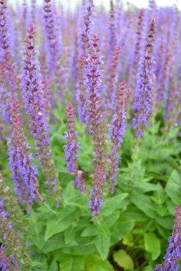 Salie Salvia nemorosa 'Ostfriesland' Pot Salvia nemorosa 'Ostfriesland'