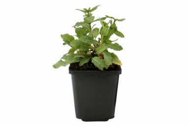 Salie Salvia nemorosa 'Ostfriesland' Pot Salvia nemorosa 'Ostfriesland'