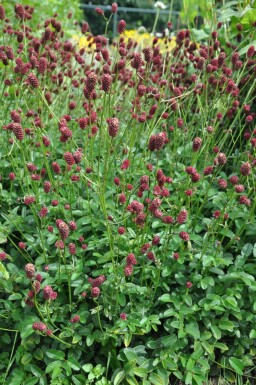 Pimpernel Sanguisorba officinalis 'Tanna' 5-10 Pot Sanguisorba officinalis 'Tanna'