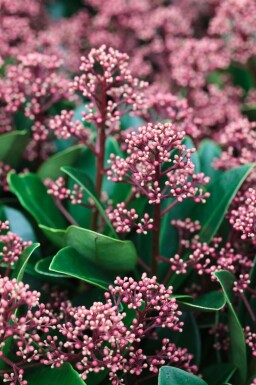Skimmia japonica 'Rubella'