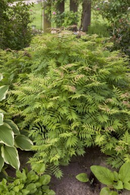 Lijsterbesspirea Sorbaria sorbifolia 'Sem' Pot Sorbaria sorbifolia 'Sem'