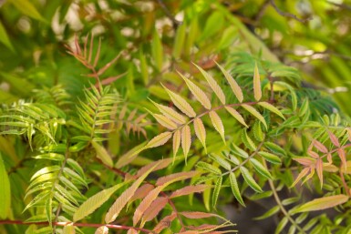 Lijsterbesspirea Sorbaria sorbifolia 'Sem' Pot Sorbaria sorbifolia 'Sem'