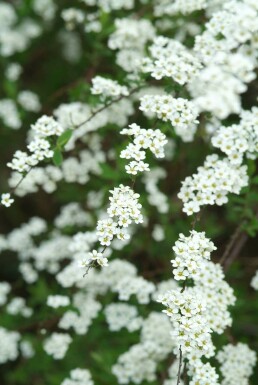 Spiraea × cinerea 'Grefsheim' C5 60-80