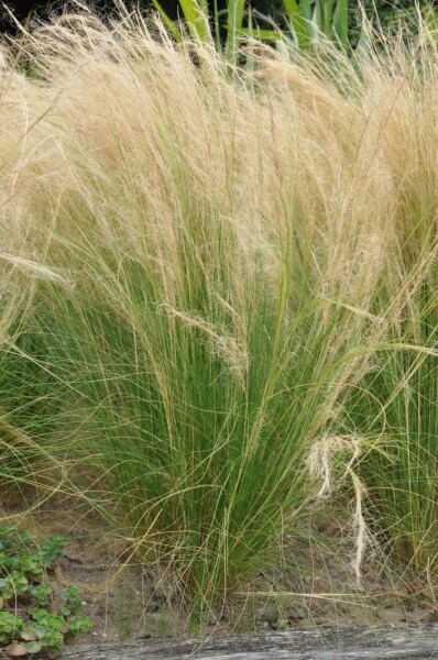 Vedergras Stipa tenuissima 'Ponytails' Pot