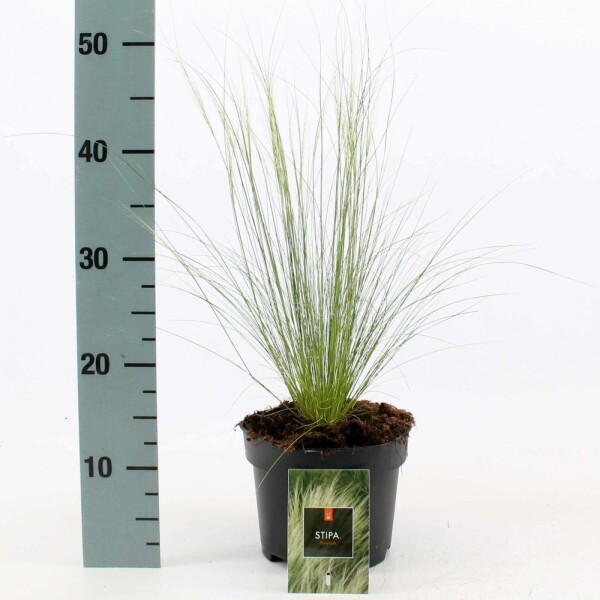Vedergras Stipa tenuissima 'Ponytails' Pot