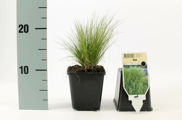 Vedergras Stipa tenuissima 'Ponytails' Pot