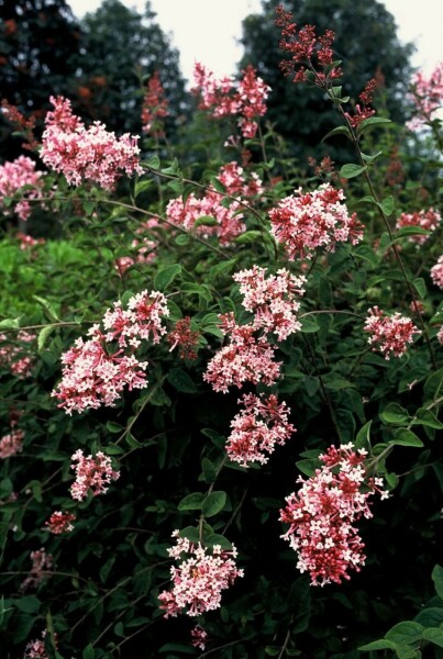 Syringa microphylla 'Superba' C3 50-60