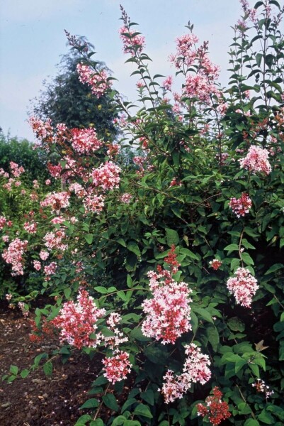 Sering Syringa microphylla 'Superba' Pot