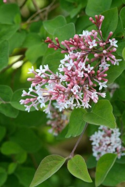 Syringa microphylla 'Superba' C3 50-60