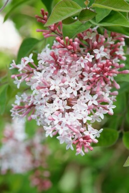 Syringa microphylla 'Superba' C3 50-60