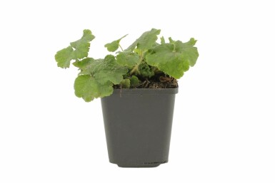 Tellima Tellima grandiflora Pot Tellima grandiflora