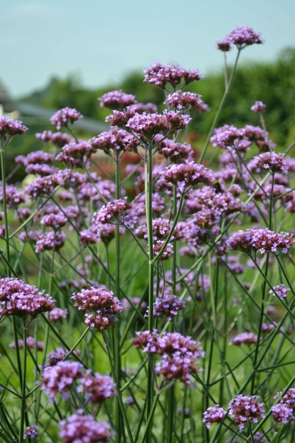 Verbena bonariensis Verbena bonariensis