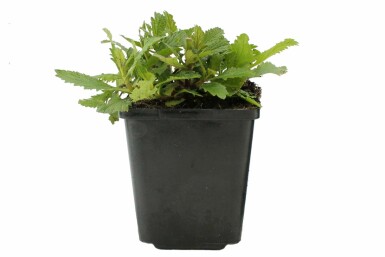IJzerhard Verbena bonariensis Pot Verbena bonariensis