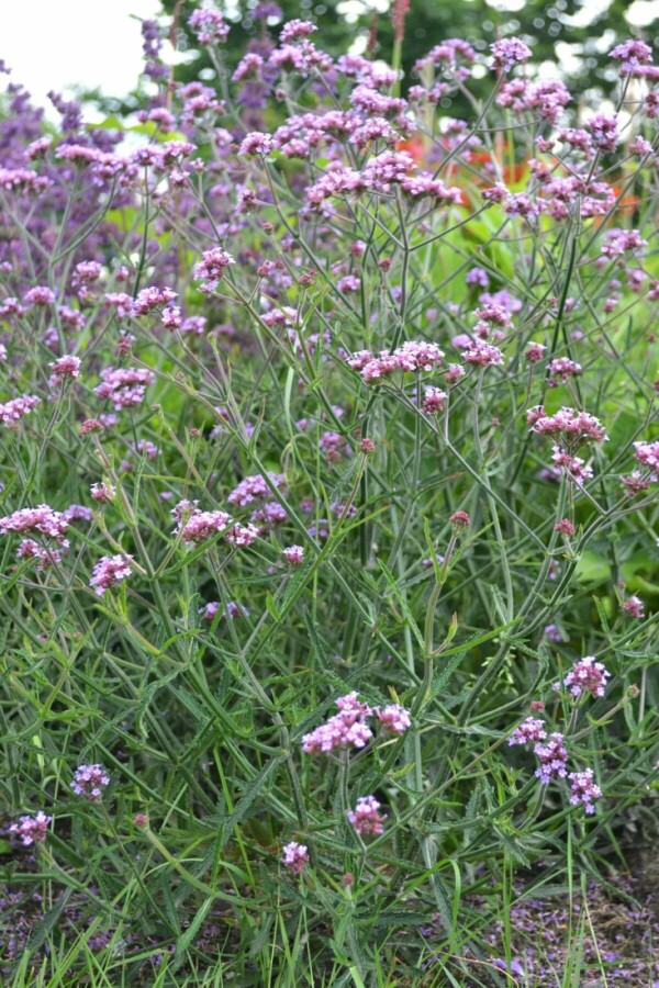 Verbena bonariensis 'Lollipop' Verbena bonariensis 'Lollipop'