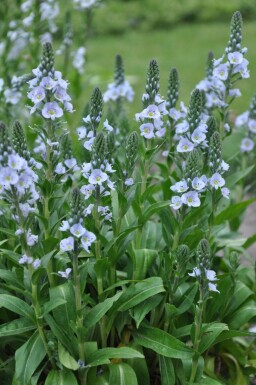 Ereprijs Veronica gentianoides Pot Veronica gentianoides