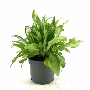 Ereprijs Veronica gentianoides Pot Veronica gentianoides