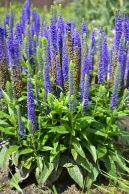 Ereprijs Veronica spicata 'Ulster Blue Dwarf' Pot Veronica spicata 'Ulster Blue Dwarf'