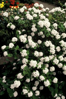 Sneeuwbal Viburnum carlesii Pot Viburnum carlesii