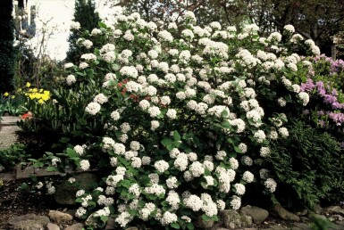 Sneeuwbal Viburnum carlesii Pot Viburnum carlesii