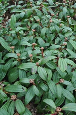 Sneeuwbal Viburnum davidii Pot Viburnum davidii