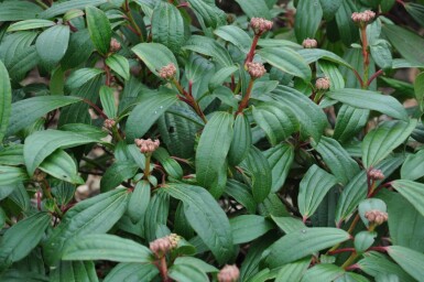 Sneeuwbal Viburnum davidii Pot Viburnum davidii