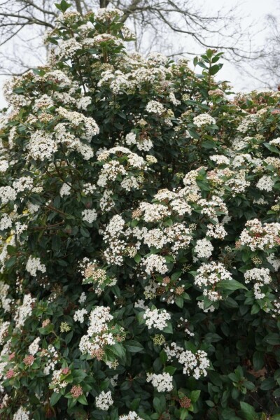 Viburnum tinus C3 30-40