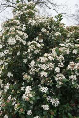 Sneeuwbal Viburnum tinus Pot Viburnum tinus struik