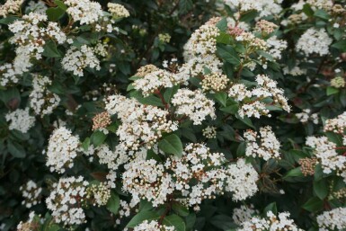 Sneeuwbal Viburnum tinus Pot Viburnum tinus struik