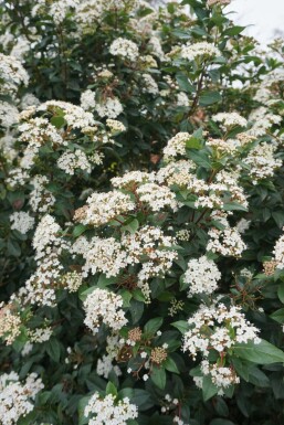 Viburnum tinus C3 30-40