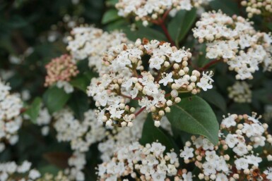 Viburnum tinus C3 30-40