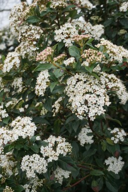 Viburnum tinus C3 30-40