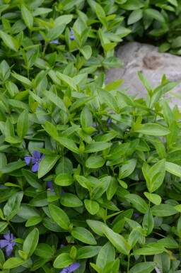 Kleinbladige maagdenpalm Vinca minor Pot Vinca minor
