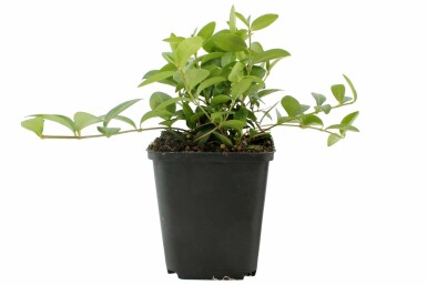 Kleinbladige maagdenpalm Vinca minor Pot Vinca minor