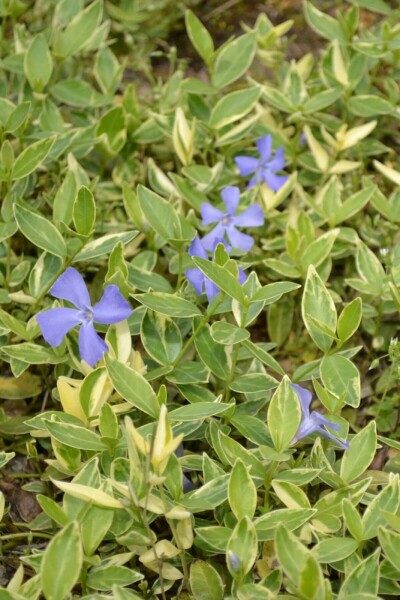 Maagdenpalm Vinca minor 'Argenteovariegata' Pot