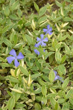 Maagdenpalm Vinca minor 'Argenteovariegata' Pot Vinca minor 'Argenteovariegata'