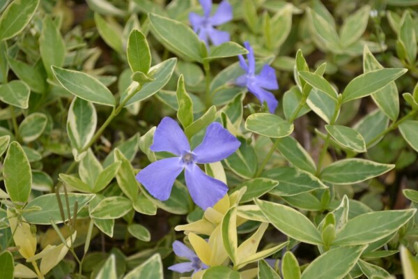 Maagdenpalm Vinca minor 'Argenteovariegata' Pot