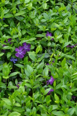 Kleinbladige maagdenpalm Vinca minor 'Atropurpurea' Pot Vinca minor 'Atropurpurea'