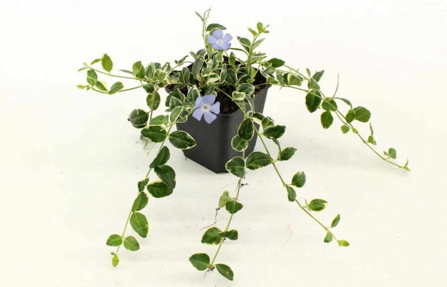 Kleinbladige maagdenpalm Vinca minor 'Ralph Shugert' 5-10 Pot P9 Vinca minor 'Ralph Shugert'