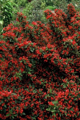 Weigelia Weigela 'Red Prince' Pot Weigela 'Red Prince' struik