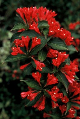 Weigelia Weigela 'Red Prince' Pot Weigela 'Red Prince' struik
