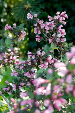 Weigelia Weigela florida 'Foliis Purpureis' Pot Weigela florida 'Foliis Purpureis' struik