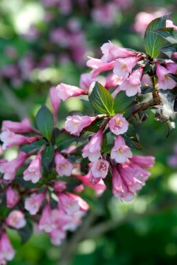 Weigelia Weigela florida 'Foliis Purpureis' Pot Weigela florida 'Foliis Purpureis' struik